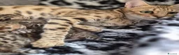 Bengala gatti in vendita: Bellissimi cuccioli di bengala - Annuncio 11