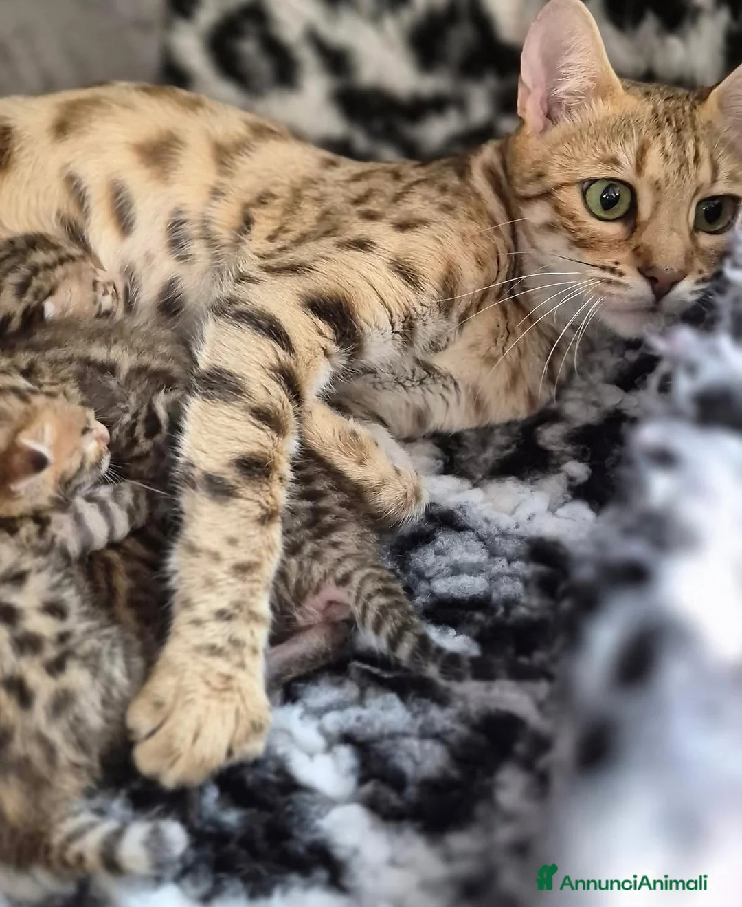 Bengala gatti in vendita: Bellissimi cuccioli di bengala - Annuncio 11