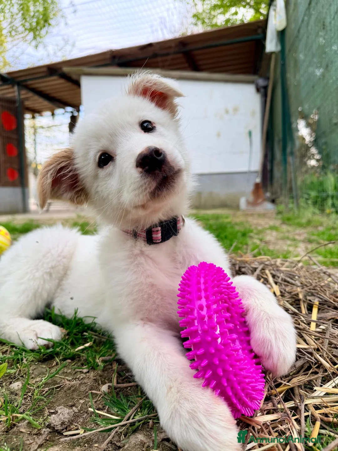 Meticcio cani in regalo: Barbie  cucciola di 3 mesi si trova a Parma  - Annuncio 1