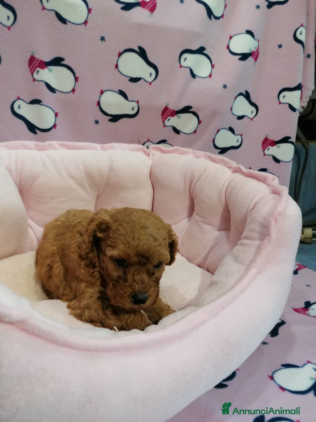 Barboncino cani in vendita: Barboncini nani a Province of Rovigo - Immagine 6