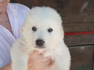 Meticcio cani IL DOLCISSIMO SAM HA BISOGNO DI UNA CASA - Annuncio 30