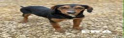 Meticcio cani in regalo: ERA, cucciolona tanto coccolona! Cerca famiglia - Annuncio 3