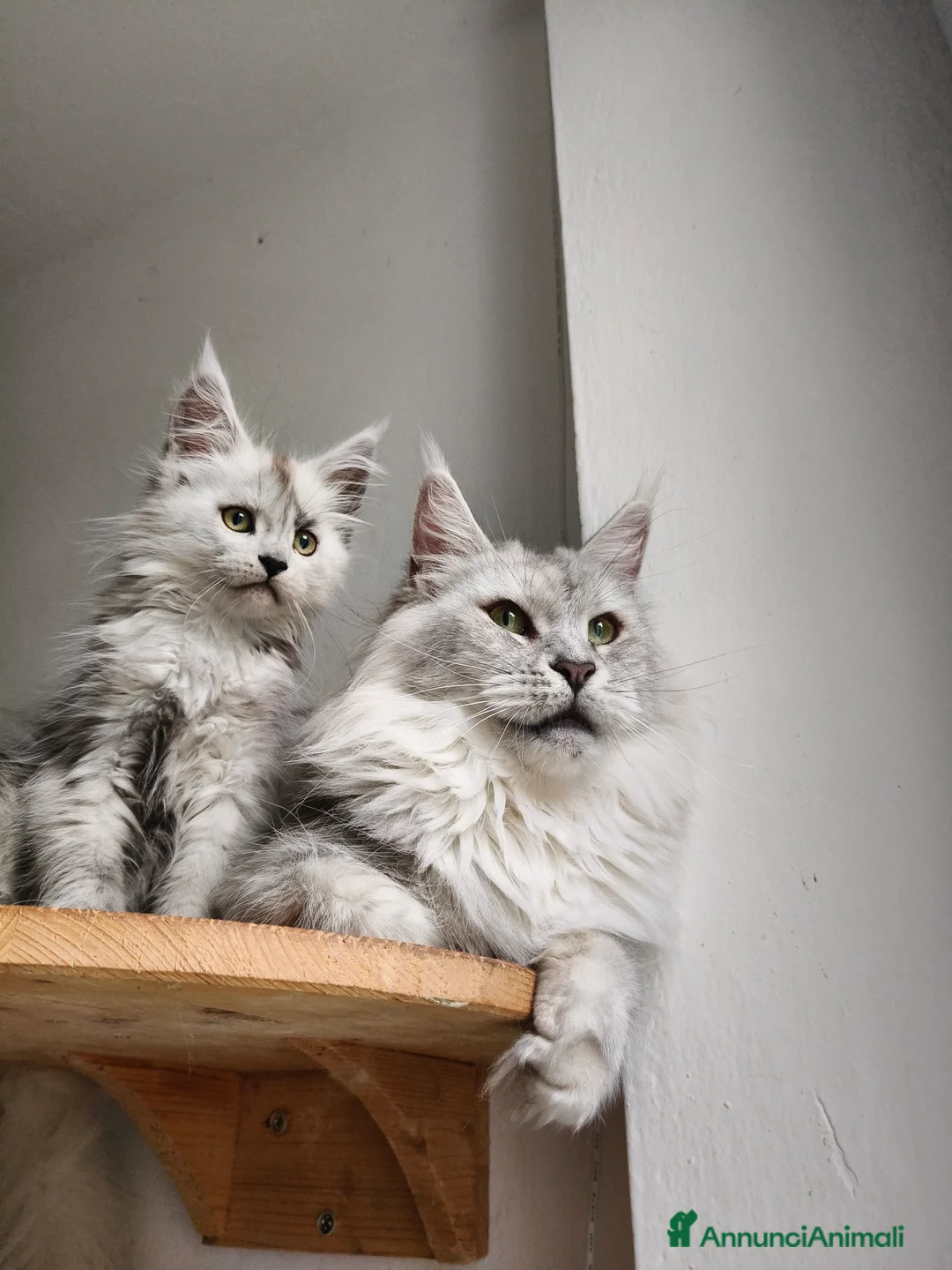 Maine Coon gatti in vendita: Cucciola Maine Coon Black smoke  - Annuncio 2