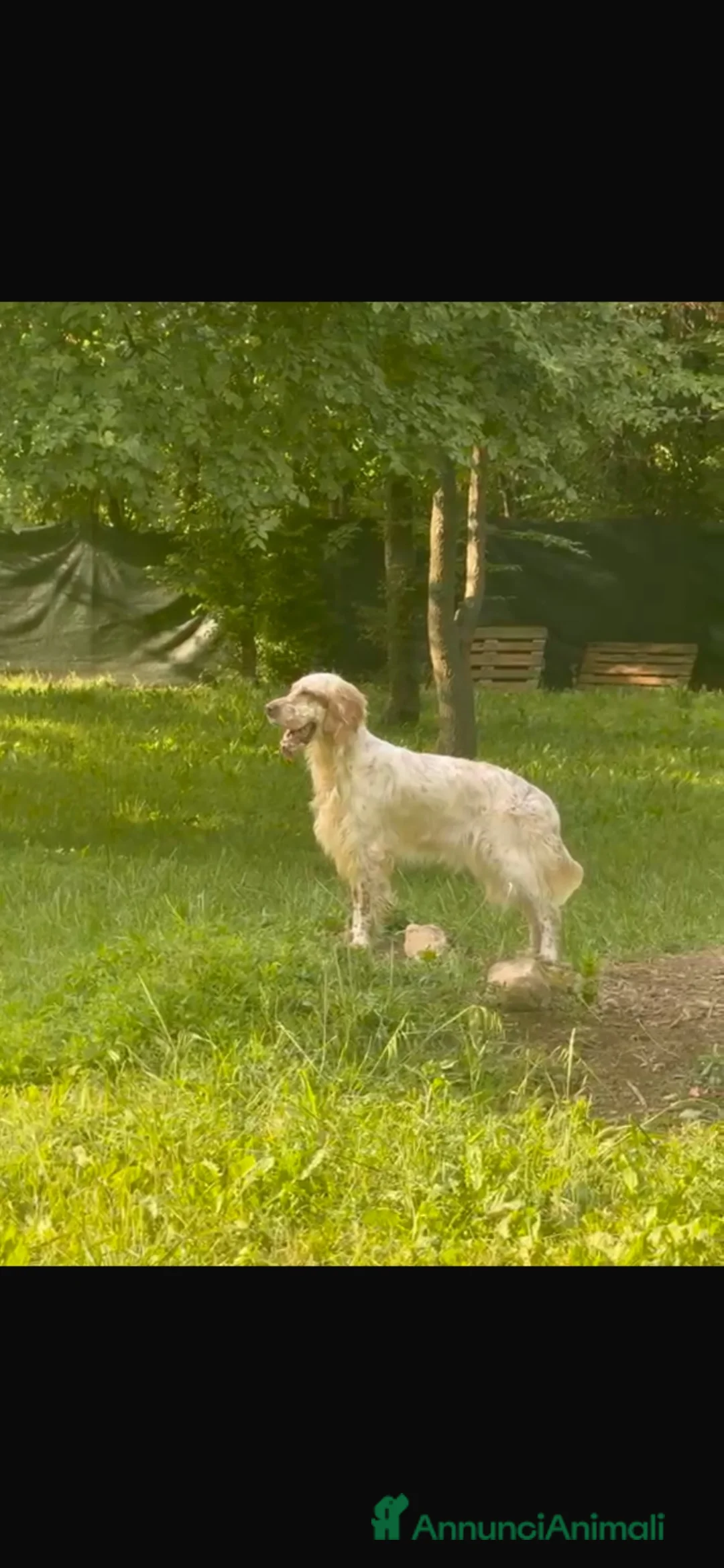 Setter Inglese cani in regalo: Setter inglese da compagnia  - Annuncio 2