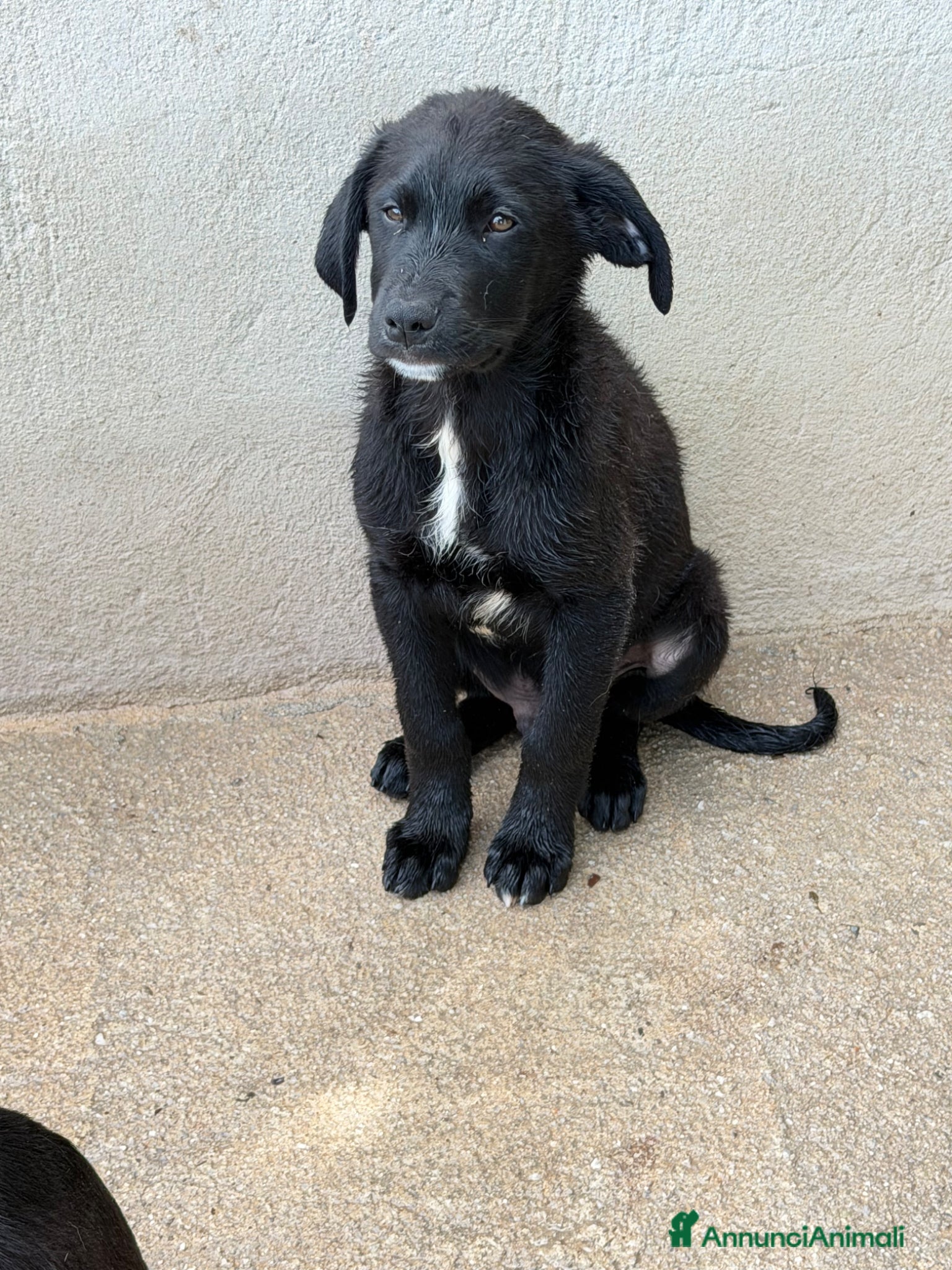 Meticcio cani Max 3 mesi - Annuncio 3