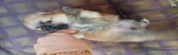 Volpino Pomerania cani in vendita: Pomerania in vendita  - Annuncio 2