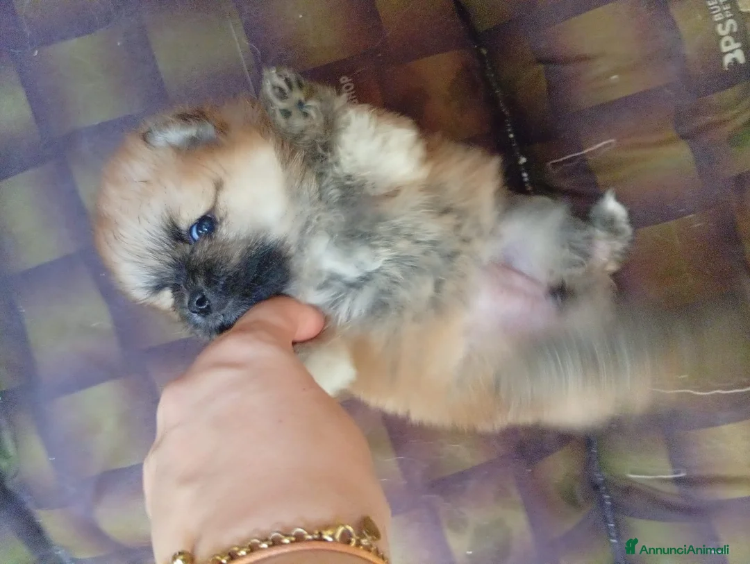 Volpino Pomerania cani in vendita: Pomerania in vendita  - Annuncio 2