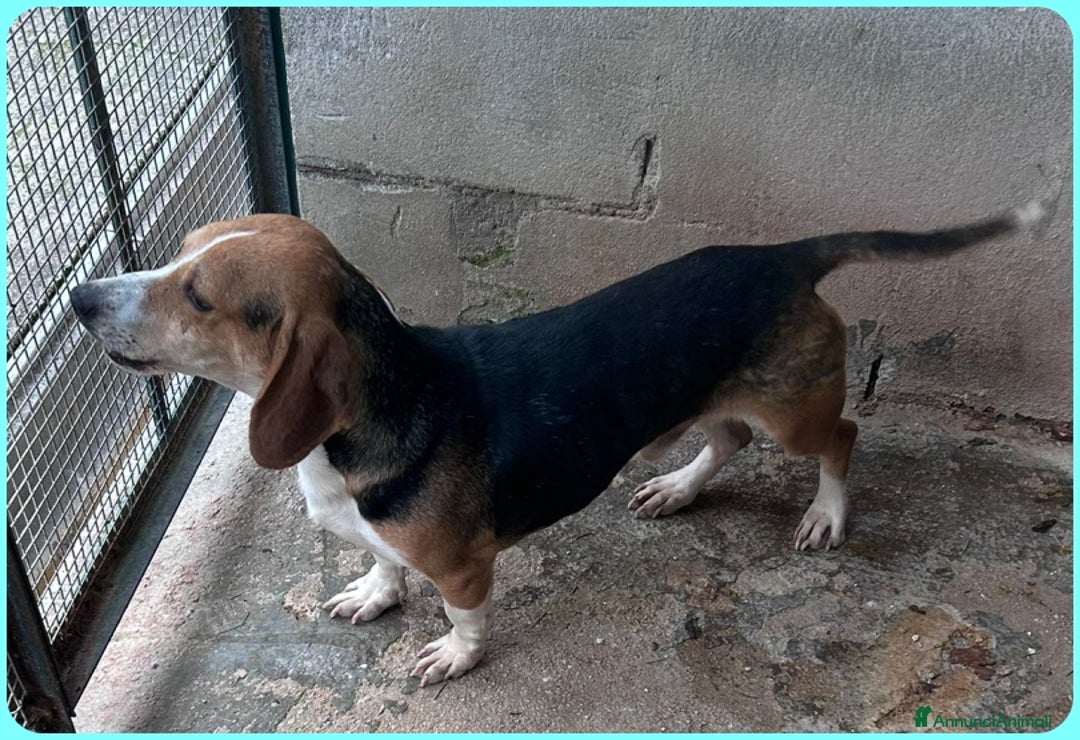 Beagle cani in regalo: NAPOLEONE MIX BEAGLE 4 ANNI SI DISPERA NEL SUO BOX - Annuncio 5