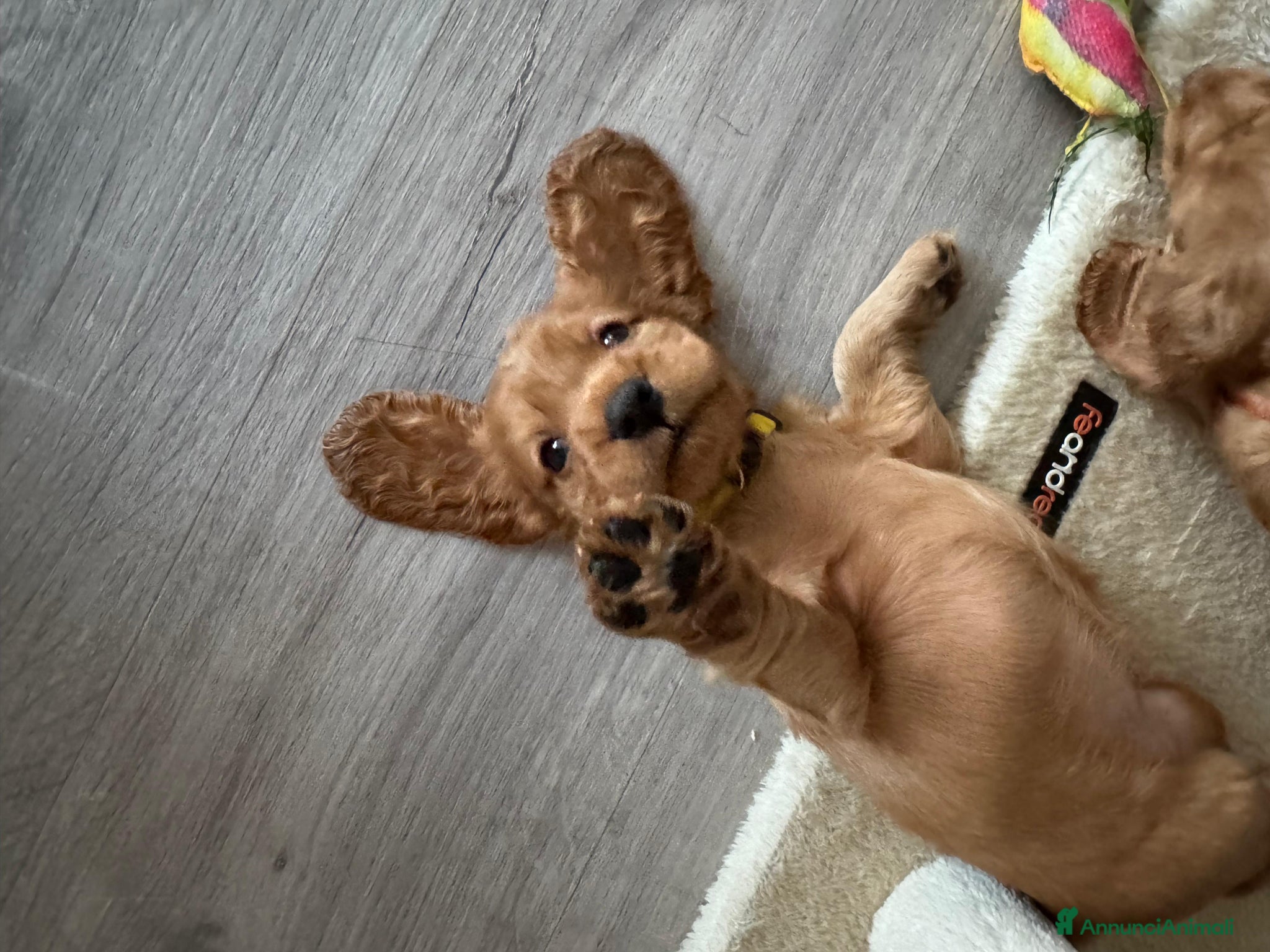 Cocker cani in vendita: Cuccioli Cocker Spaniel fulvi - da luglio 2026 - Annuncio 1