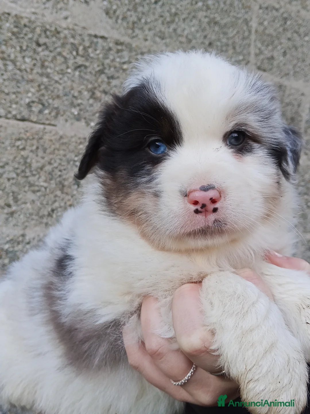 Australian Shepherd cani in vendita: Cuccioli di Australian Shepherd  - Annuncio 7