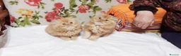 Persiano gatti in vendita: Cuccioli di Persiano - Annuncio 4