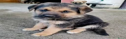 Meticcio cani in regalo: Cuccioli 2 mesi incrocio pastore tedesco  - Annuncio 4