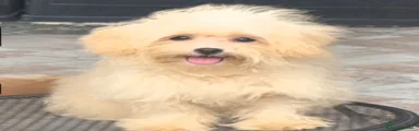 Maltipoo 1