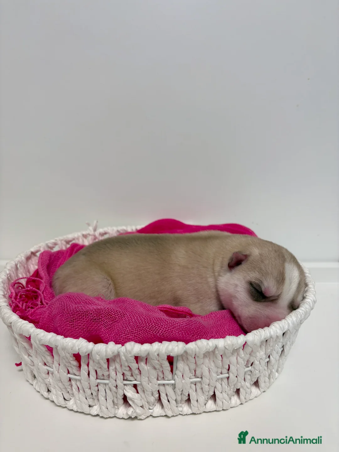 Husky cani in vendita: Cuccioli Siberian Husky con pedigree in vendita  - Annuncio 6