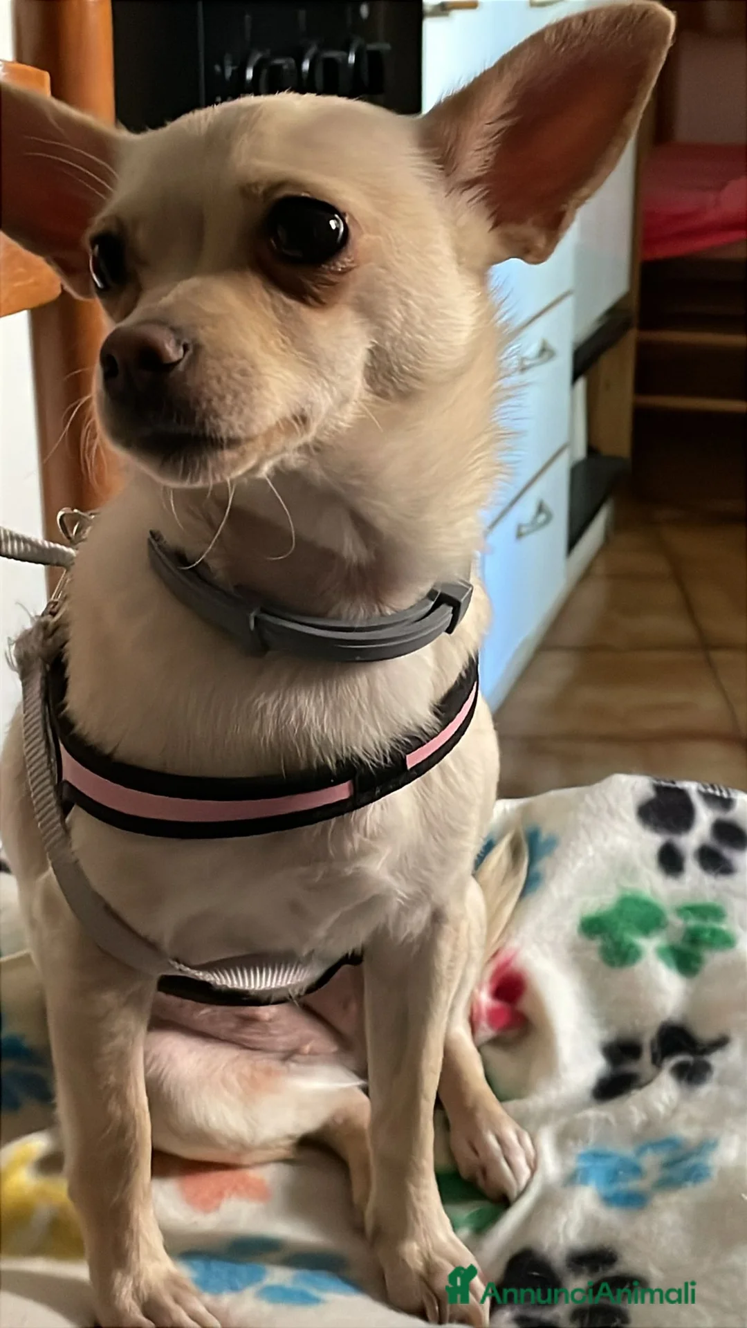 Chihuahua cani in regalo: LA PICCOLA E TENERA DEA - Annuncio 2