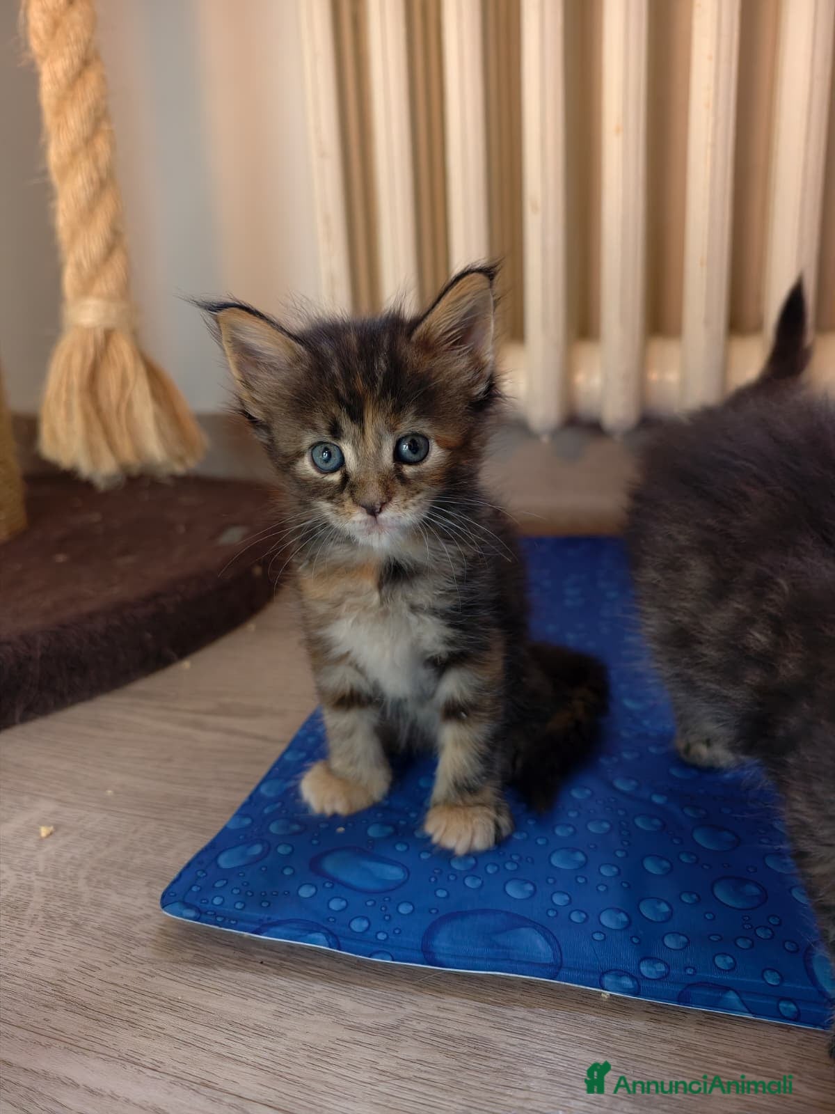 Maine Coon gatti in vendita: Tenera cucciola Maine Coon  - Annuncio 3