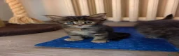 Maine Coon gatti in vendita: Tenera cucciola Maine Coon  - Annuncio 1