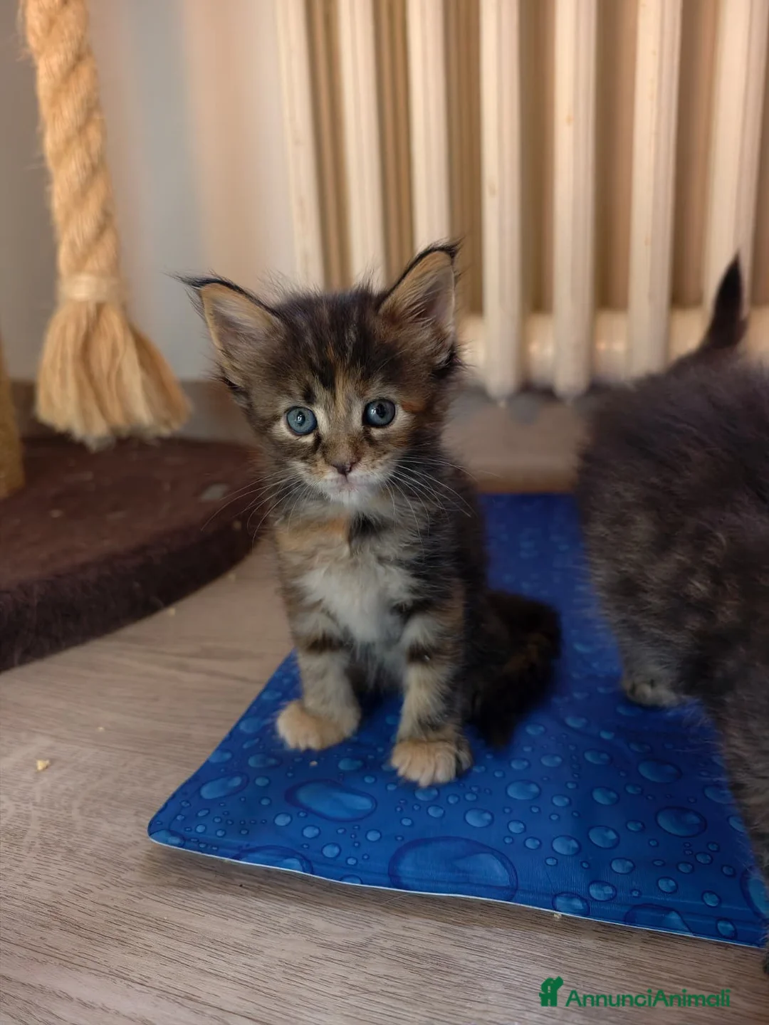 Maine Coon gatti in vendita: Tenera cucciola Maine Coon  - Annuncio 1