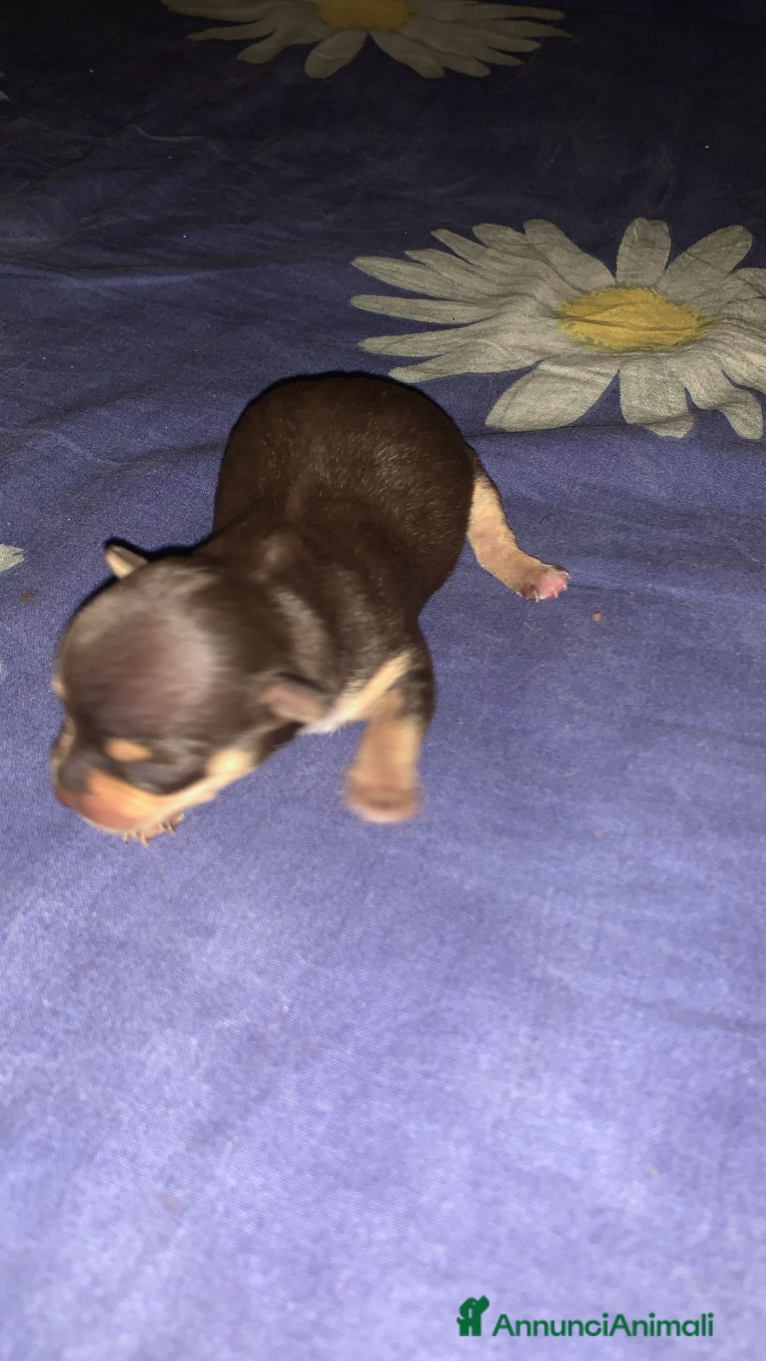 Meticcio cani in vendita: Vedo chihuahua. Invocato  - Annuncio 5