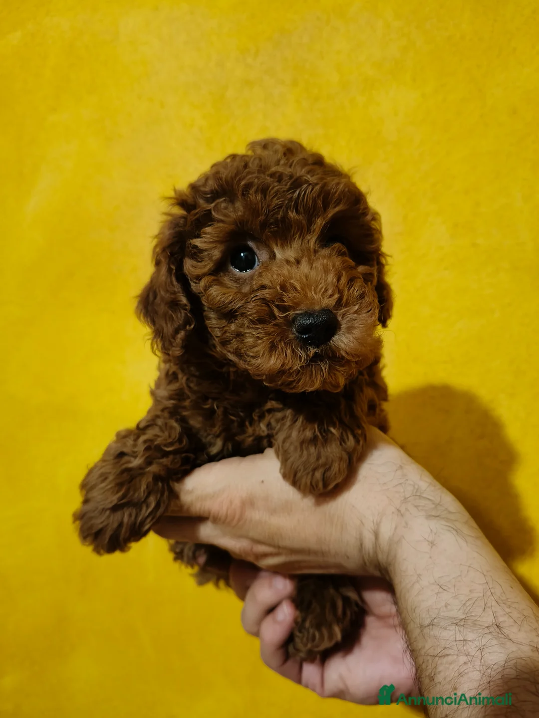 Barboncino cani in vendita: Cucciolo maschio Barboncino  - Annuncio 7