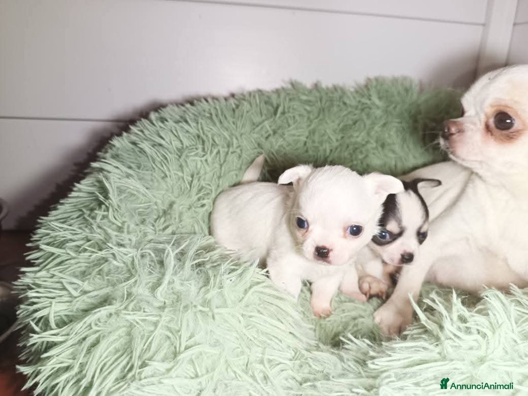 Chihuahua cani in vendita: Due piccoli Chihuahua, nati il 30 settembre 2025 - Annuncio 9