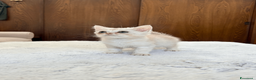 Scottish gatti in vendita: Cuccioli Scottish straight - Annuncio 5