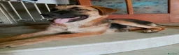 Meticcio cani in regalo: SARABY SIMIL PASTORINA  - Annuncio 4
