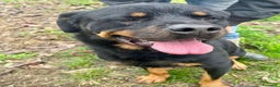 Rottweiler cani in regalo: Ares: 5 anni, Rottweiler equilibrato, socievole  a Città Metropolitana di Genova - Annuncio 23