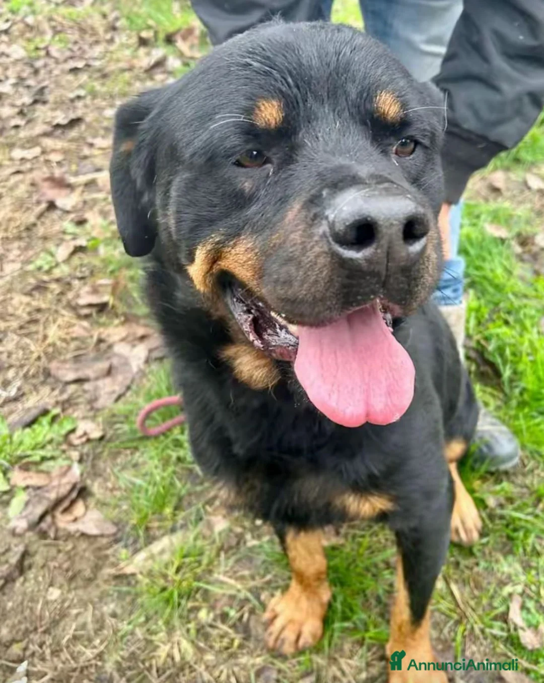 Rottweiler cani in regalo: Ares: 7 anni, Rottweiler equilibrato, socievole  a Città Metropolitana di Genova - Annuncio 24