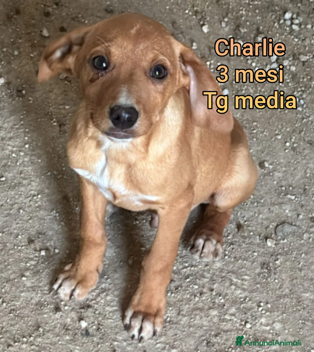 Meticcio cani in regalo: TANTI CUCCIOLI SOLI  - Annuncio 5