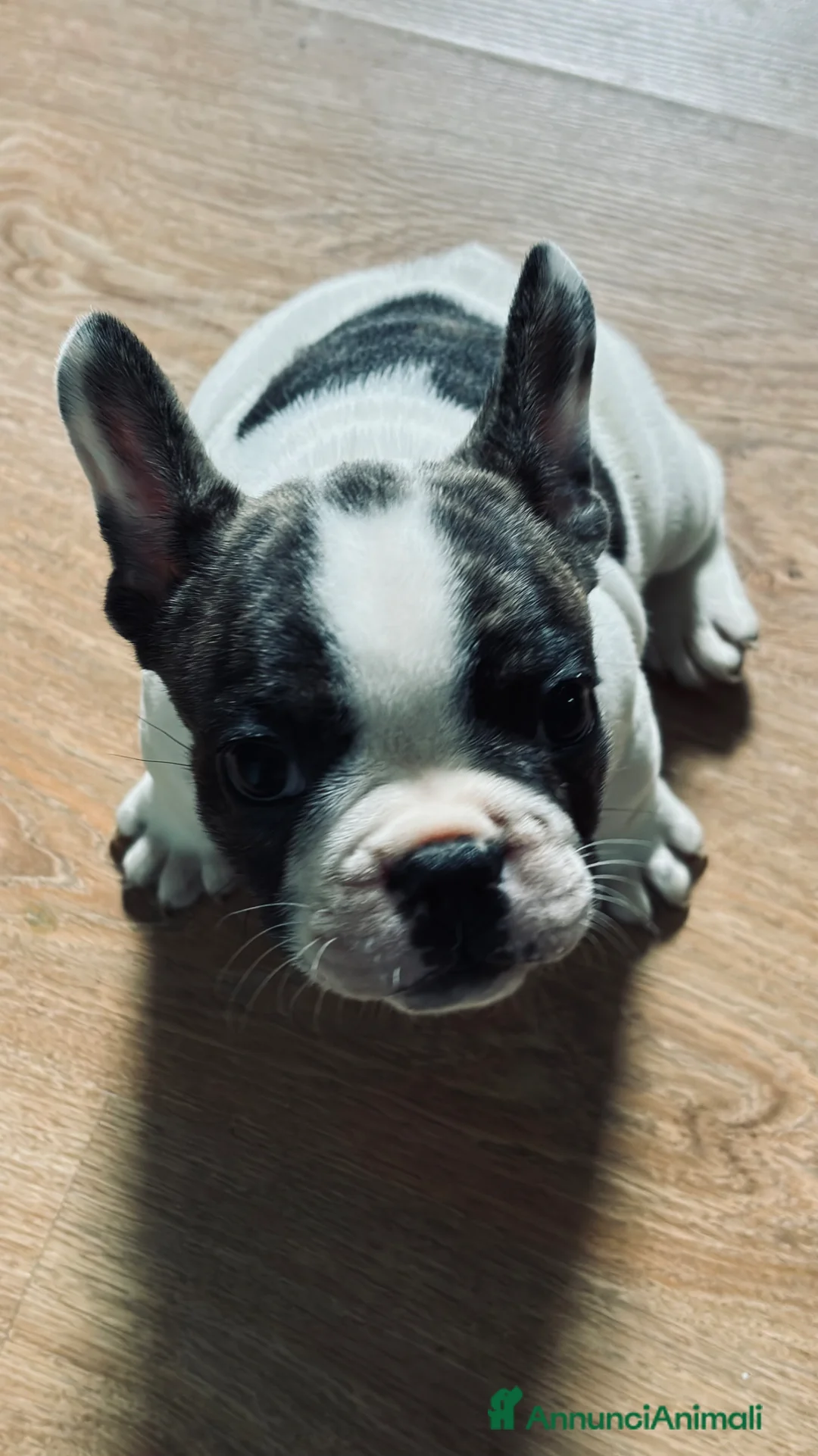 Bulldog Francese cani in vendita: Bulldog francese  a Provincia di Rieti - Annuncio 1