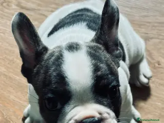 Bulldog Francese cani Bulldog francese - Annuncio 2