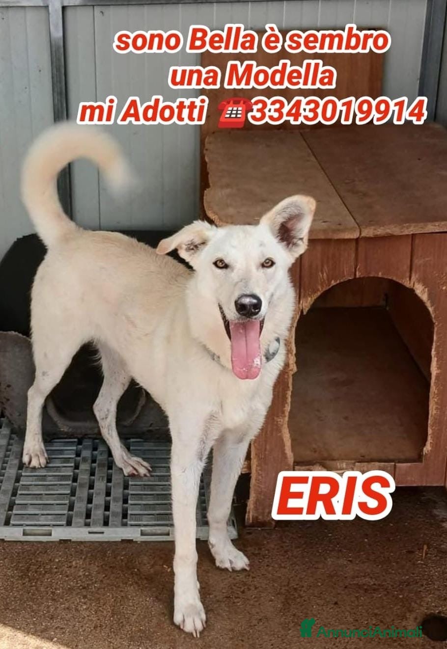 Meticcio cani ERIS 🩷 aspetta solo di essere scelta 🥺 - Annuncio 5