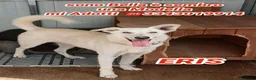 Meticcio cani in regalo: ERIS 🩷 aspetta solo di essere scelta 🥺 a Provincia della Spezia - Annuncio 1