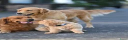 Golden Retriever cani per accoppiamento: Golden retriever per accoppiamento - Annuncio 7