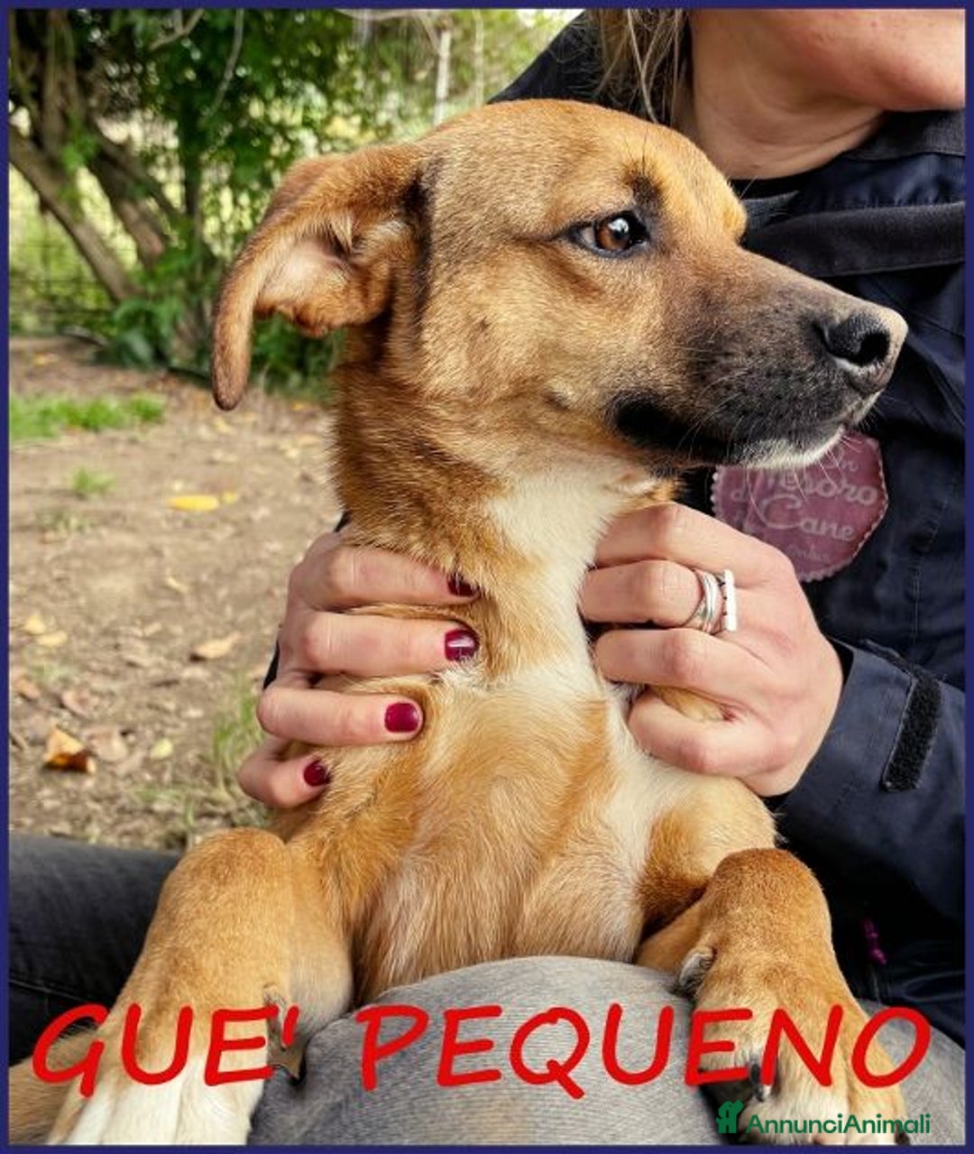 Meticcio cani in regalo: GUE' vissuto per strada tg picc. - Annuncio 1