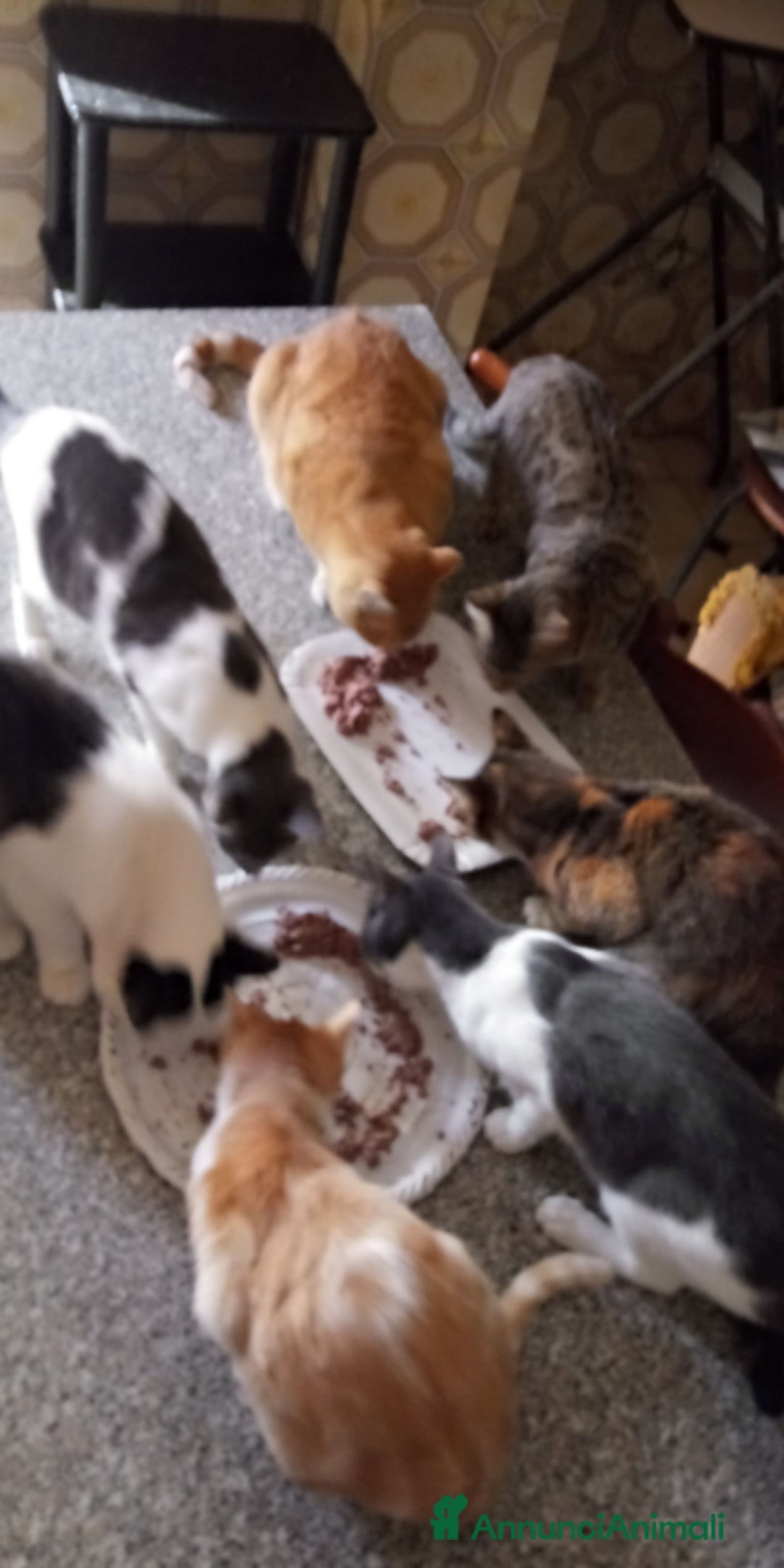 Europeo gatti in regalo: Regalo gattini nati in casa - Annuncio 3