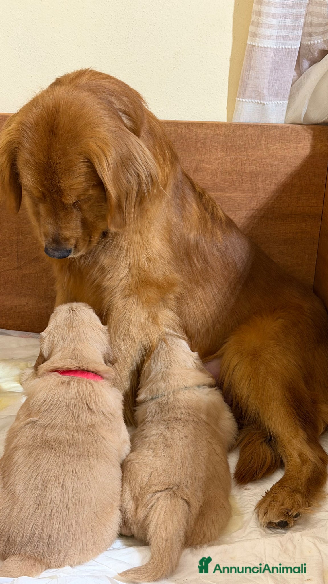Golden Retriever cani Cuccioli Golden retriever americano 100% - Annuncio 1