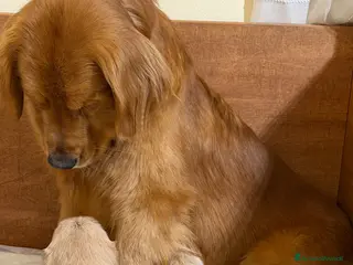 Golden Retriever cani Cuccioli Golden retriever americano 100% - Annuncio 1