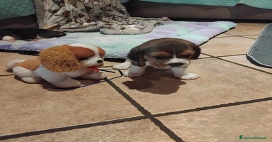 Beagle cani Meravigliosa cucciolata Beagle - Annuncio 5