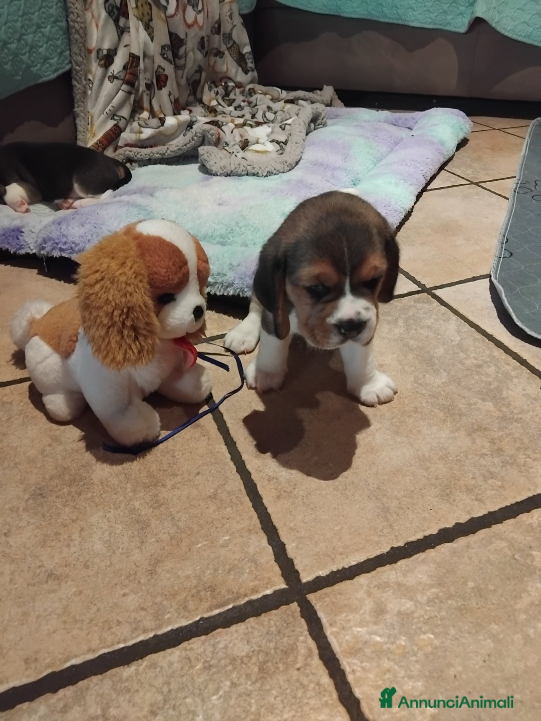 Beagle cani in vendita: Meravigliosa cucciolata Beagle - Annuncio 2