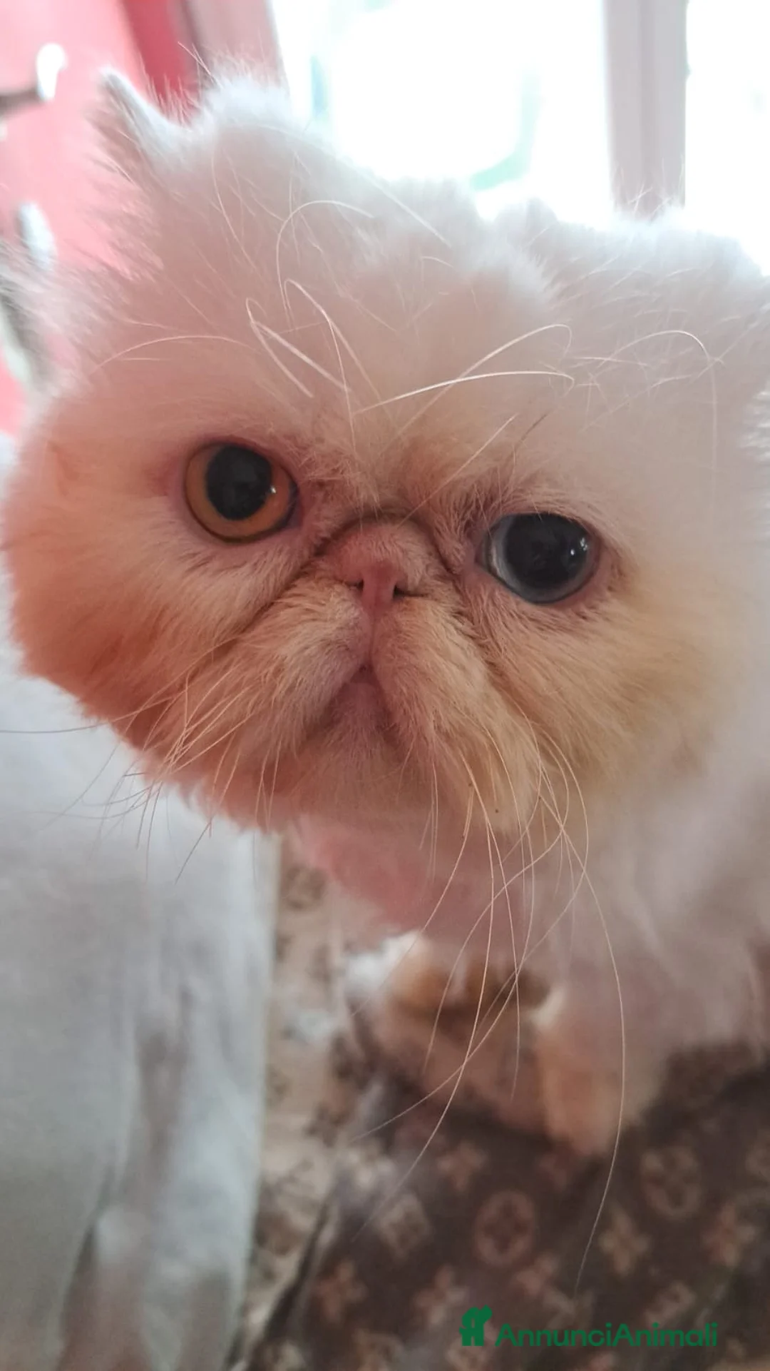 Persiano gatti in vendita: Maschio persiano - Annuncio 3