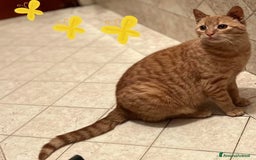 Europeo gatti in regalo: MIA dolce gattins 7 mesi cerca adozione a Provincia di Latina - Immagine 2