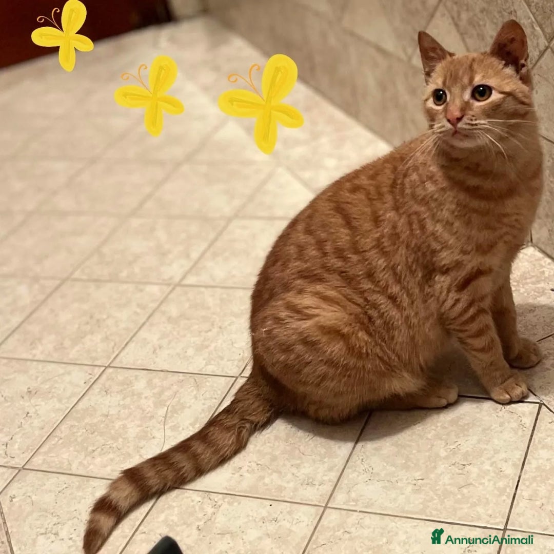 Europeo gatti in regalo: MIA dolce gattins 7 mesi cerca adozione a Provincia di Latina - Immagine 2