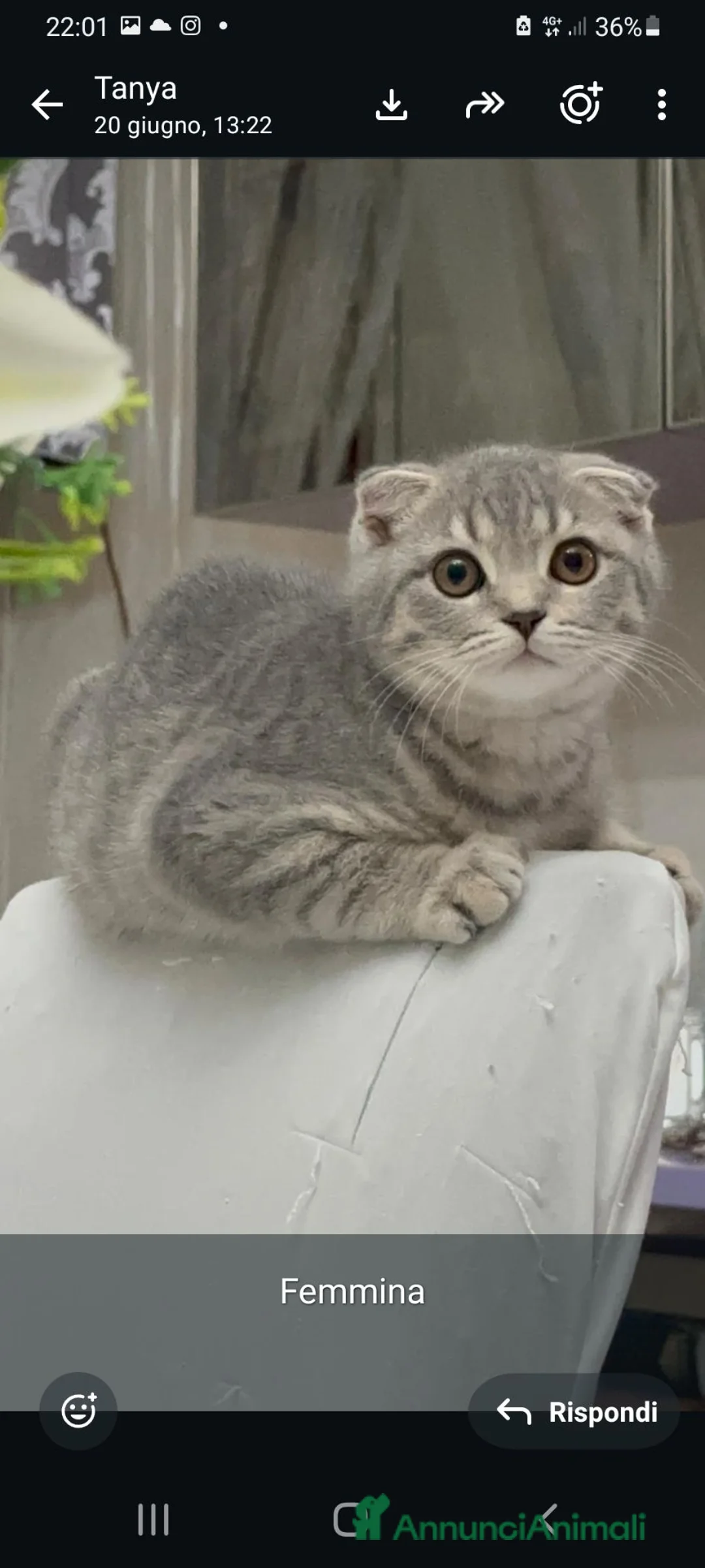 Scottish gatti in vendita: Gattini scottish  fold e straight  - Annuncio 8