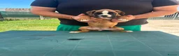 Boxer cani in vendita: Cuccioli di boxer - Annuncio 17