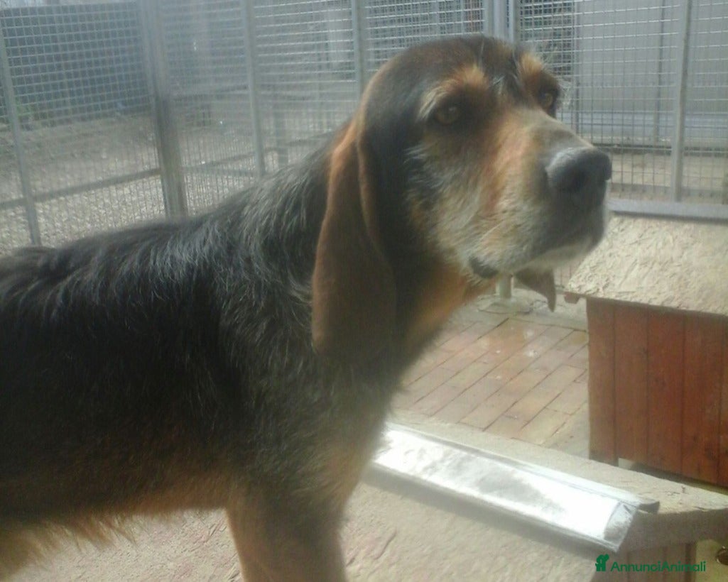 Meticcio cani Arrivato in canile 6anni fa,1cane dimenticato a Milano - Annuncio 2