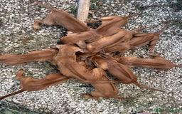 Rhodesian Ridgeback cani in vendita: Cuccioli pronti ad essere accolti  - Immagine 8