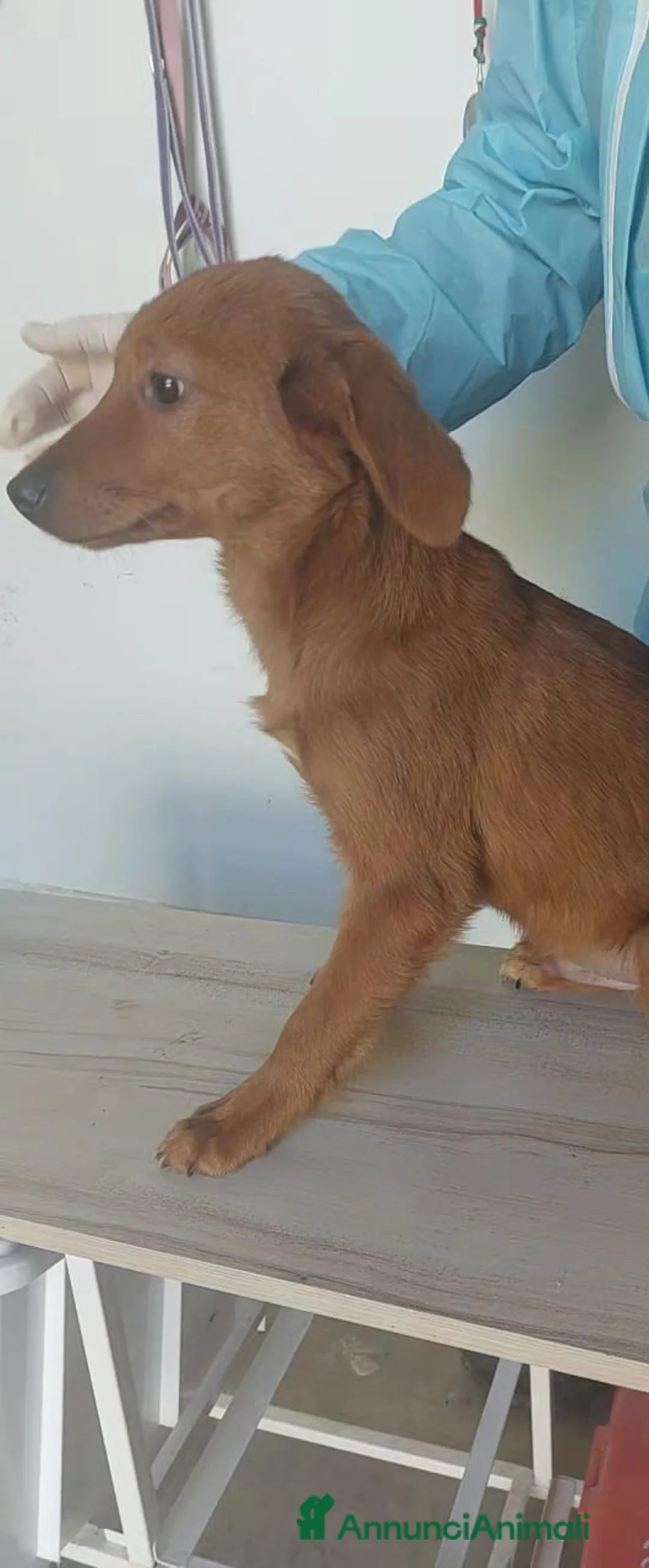 Meticcio cani in regalo: Michael - Annuncio 4