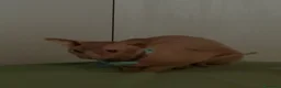 Sphynx gatti per accoppiamento: Milo cerca moglie !  - Annuncio 10